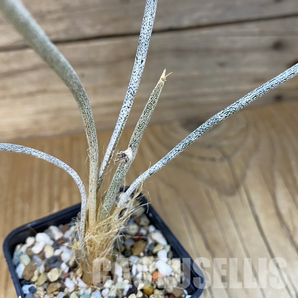 SH23340 Astrophytum caput-medusae, own roots, seedling