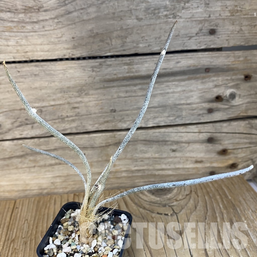SH23340 Astrophytum caput-medusae, own roots, seedling - Image 2