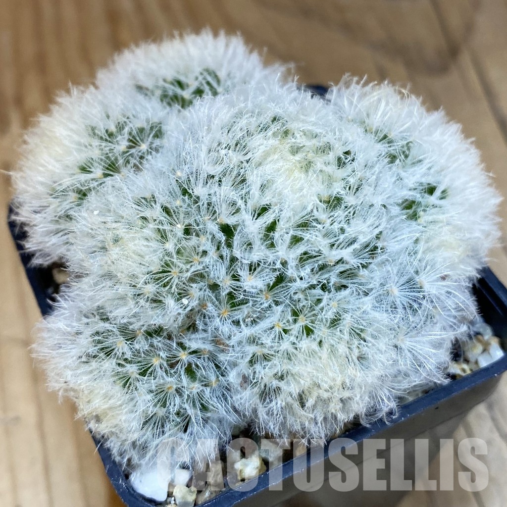 SH19489 Mammillaria plumosa f. monstrosa