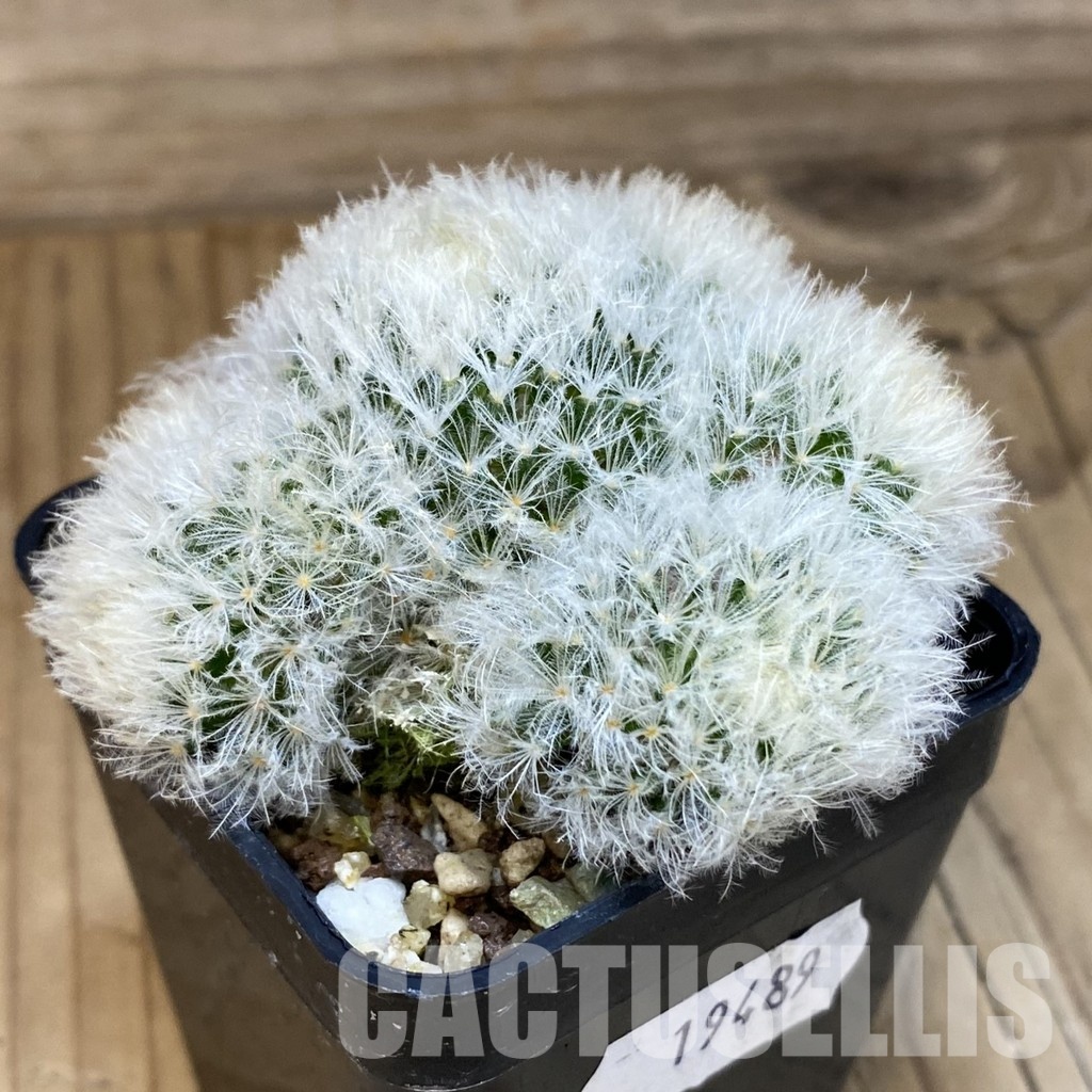 SH19489 Mammillaria plumosa f. monstrosa - Image 2