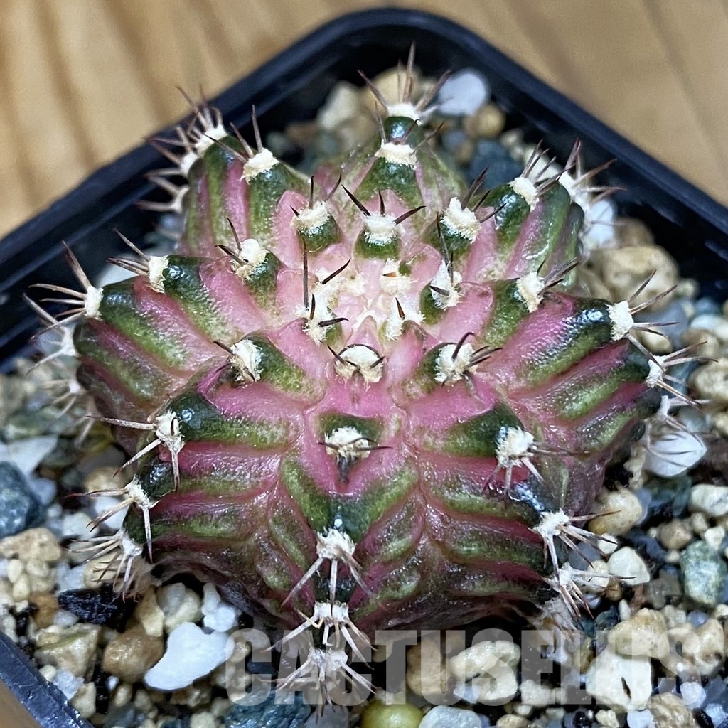SH20186 Gymnocalycium mihanovichii ‘T-Rex’