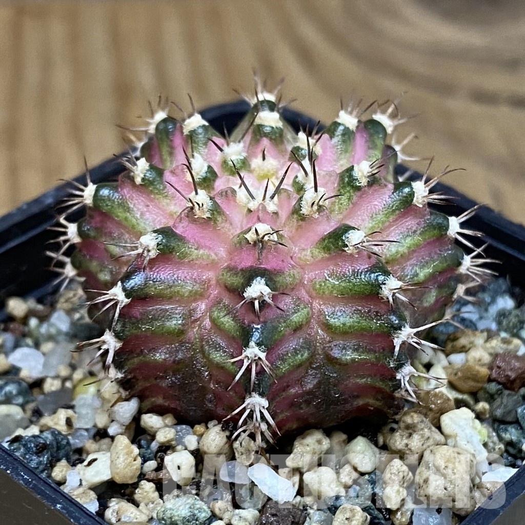 SH20186 Gymnocalycium mihanovichii ‘T-Rex’ - Image 2