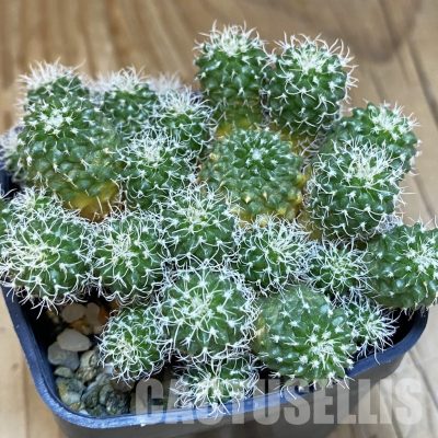SH9417 Turbinicarpus horripilus f. monstrosa