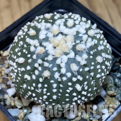 SH22213 Astrophytum asterias ‘Hanazono’