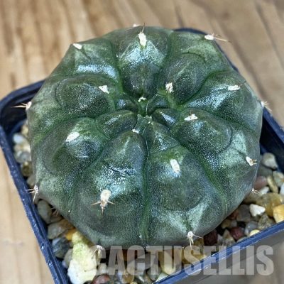 SH4747 Gymnocalycium mihanovichii ‘Day Dream’, seedling