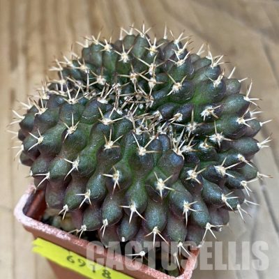 SH6918 Gymnocalycium mihanovichii ‘inermis’ f. cristata