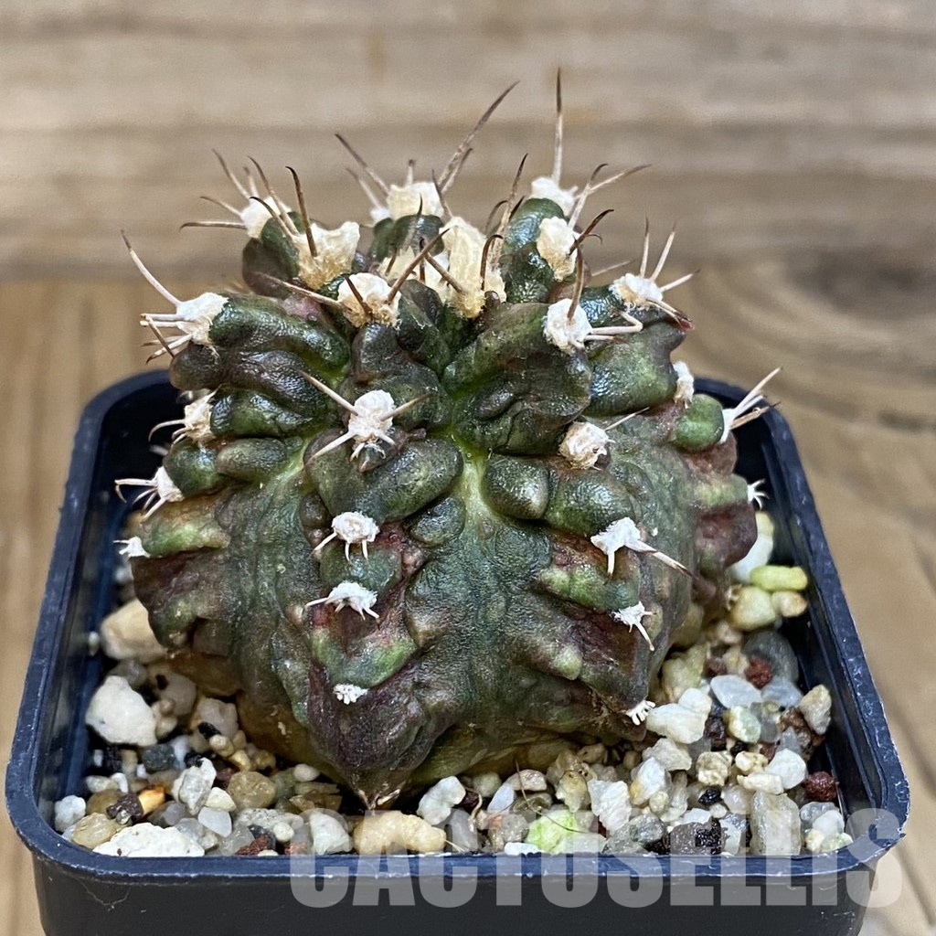 SH8845 Gymnocalycium mihanovichii T-Rex - Image 2