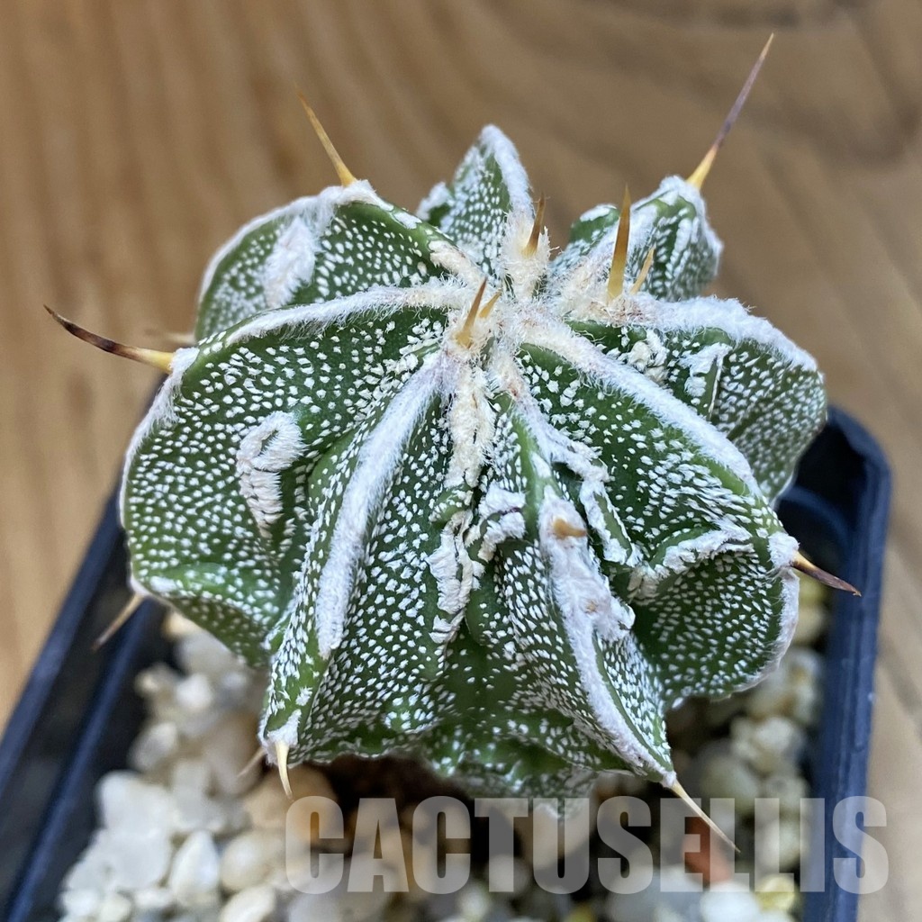 SH13705 Astrophytum ornatum 'Fukuryu'