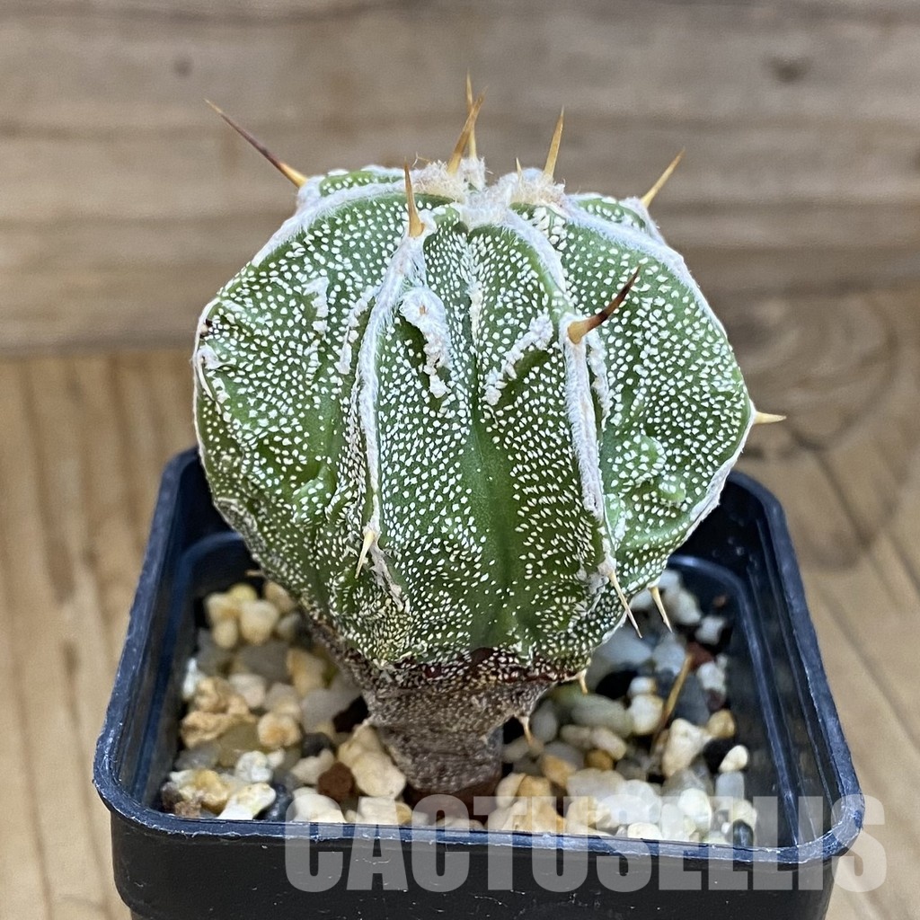 SH13705 Astrophytum ornatum 'Fukuryu' - Image 2