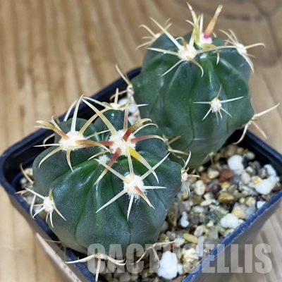 SH12648 Ferocactus latispinus, 2 plants