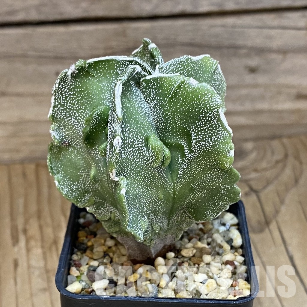 SH14819 Astrophytum myriostigma ‘Fukuryu’ - Image 2