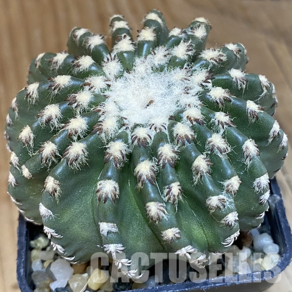 SH14765 Discocactus horstii