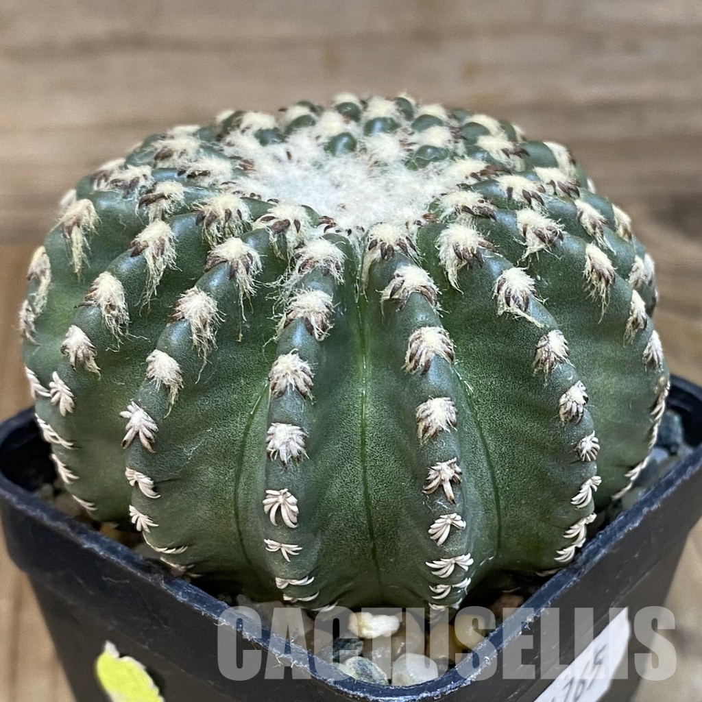 SH14765 Discocactus horstii - Image 2