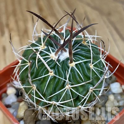 SH14066 Echinofossulocactus sp. CB 011075