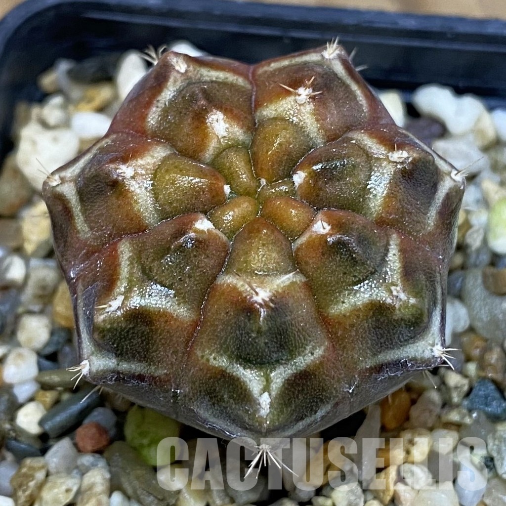 SH14780 Gymnocalycium mihanovichii ‘Day Dream’, seedling