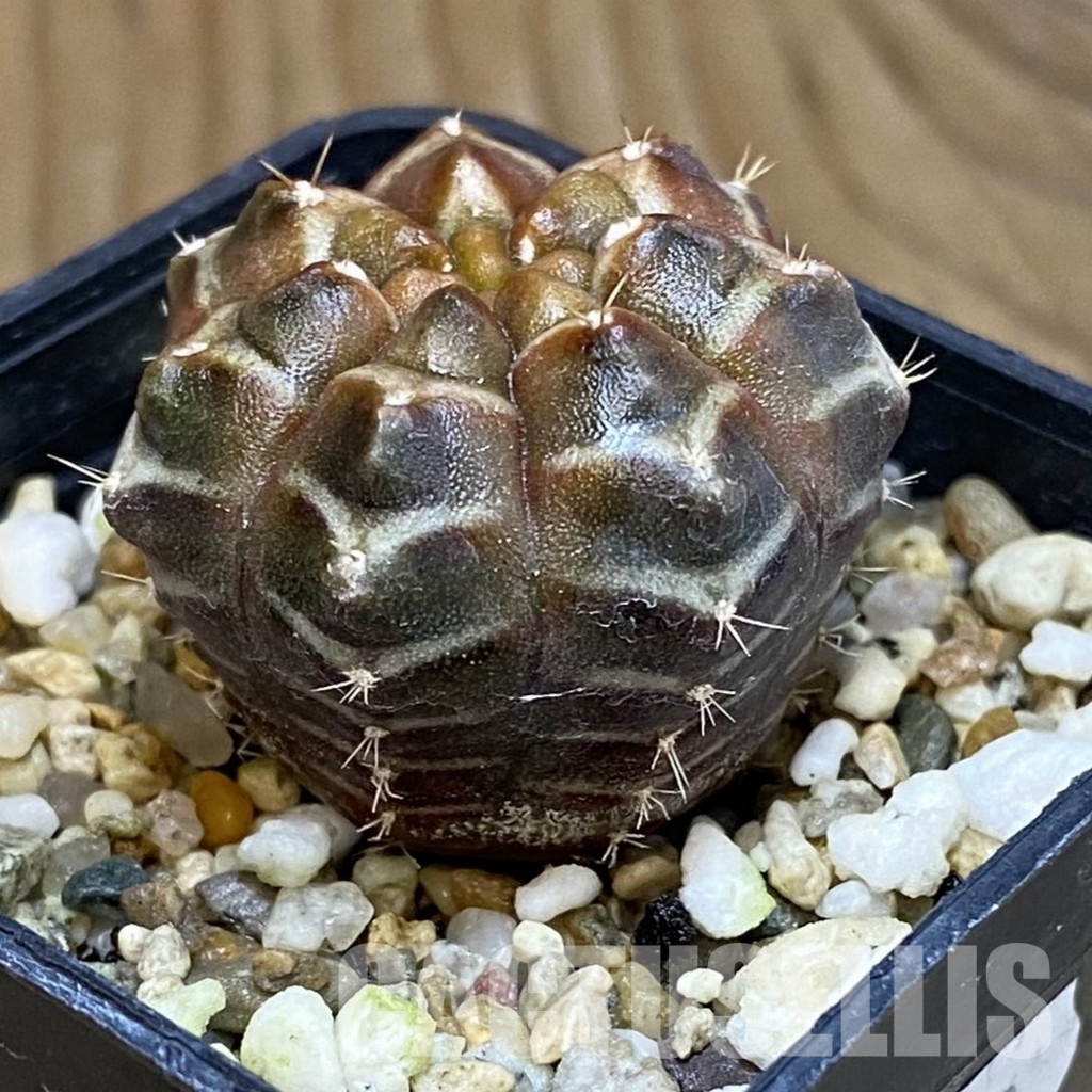 SH14780 Gymnocalycium mihanovichii ‘Day Dream’, seedling - Image 2