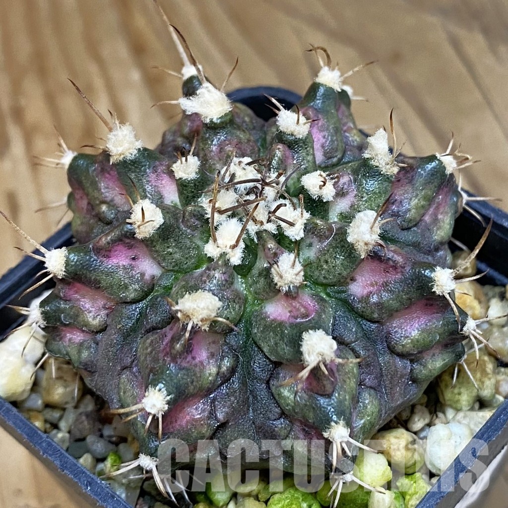 SH15455 Gymnocalycium mihanovichii 'T-Rex'