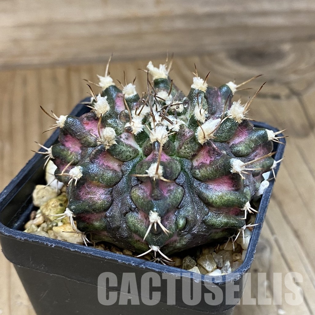 SH15455 Gymnocalycium mihanovichii 'T-Rex' - Image 2