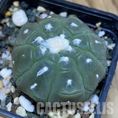 SH20477 Astrophytum asterias ‘Kikko Lizard Skin’