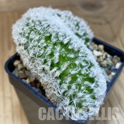 SH20618 Mammillaria bocasana v. multilanata f. cristata