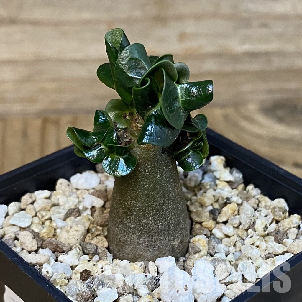 SH28851 Adenium arabicum DHA - Image 2