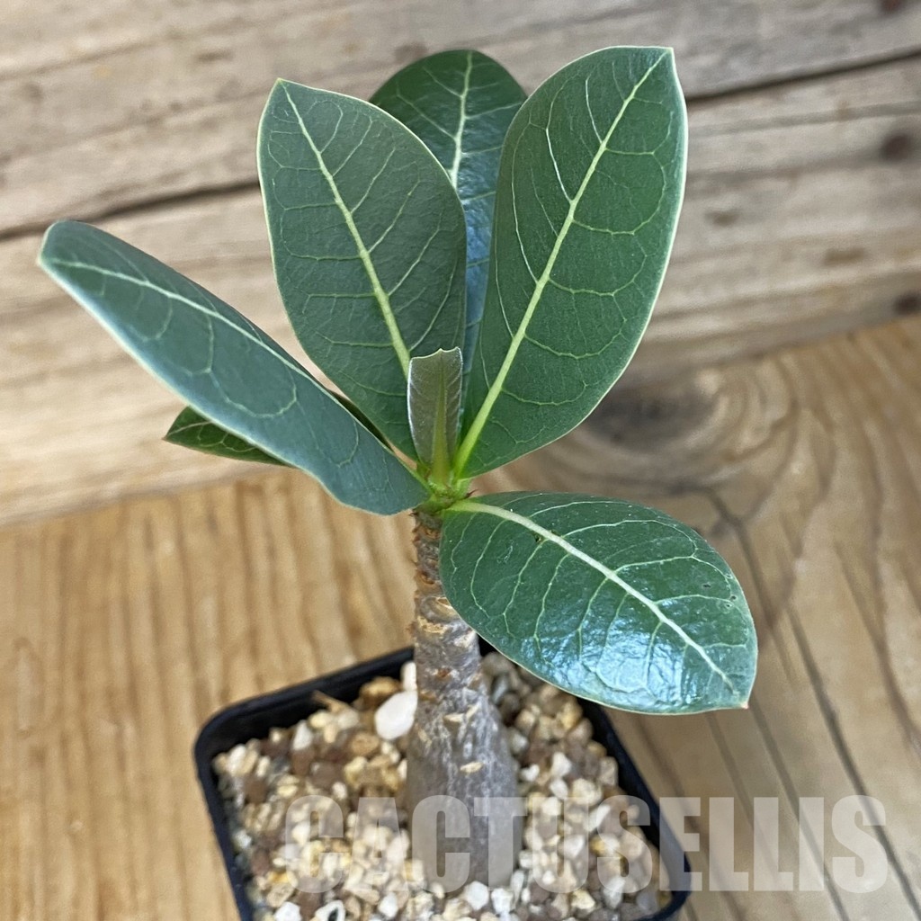 SH28854 Adenium arabicum ‘Black Body’