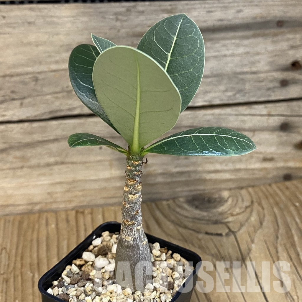 SH28854 Adenium arabicum ‘Black Body’ - Image 2