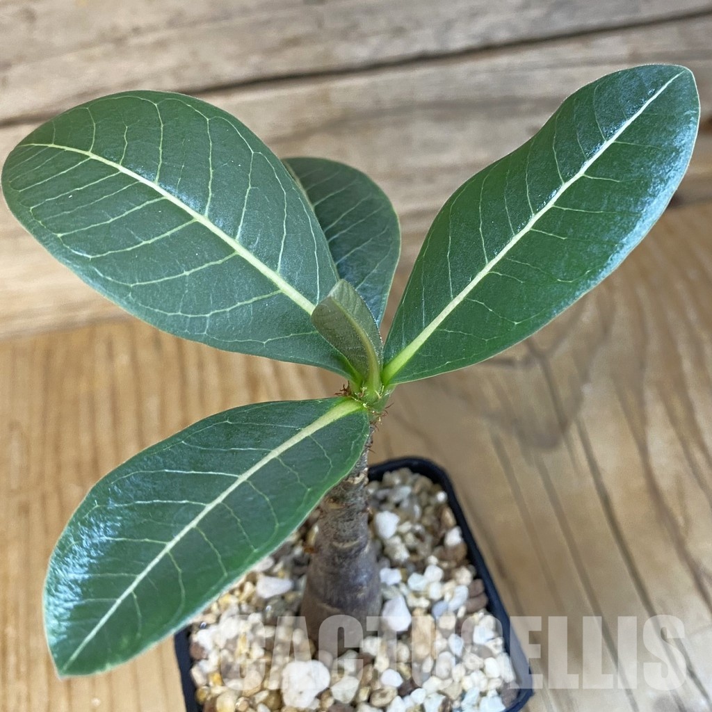 SH28855 Adenium arabicum ‘Black Body’