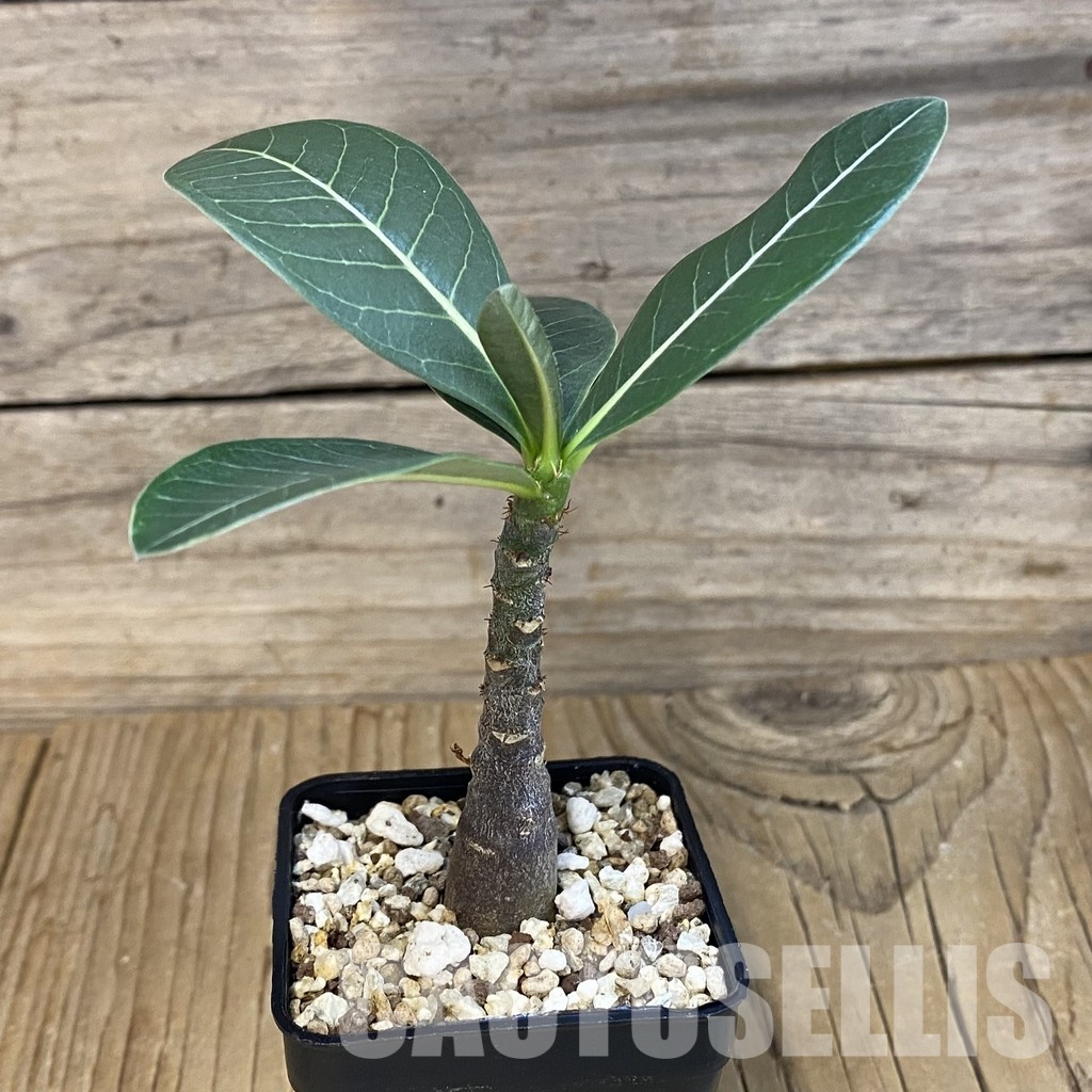 SH28855 Adenium arabicum ‘Black Body’ - Image 2