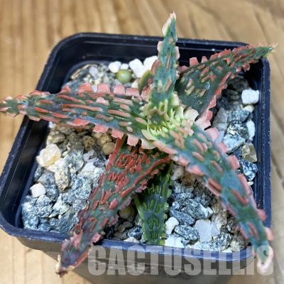 SH28857 Aloe TCT hybrid