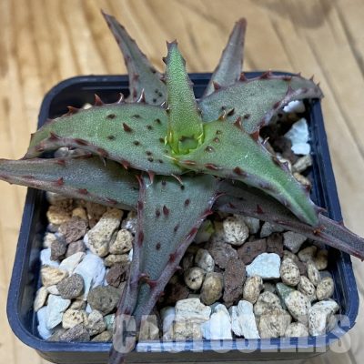 SH28858 Aloe castilloniae hybrid