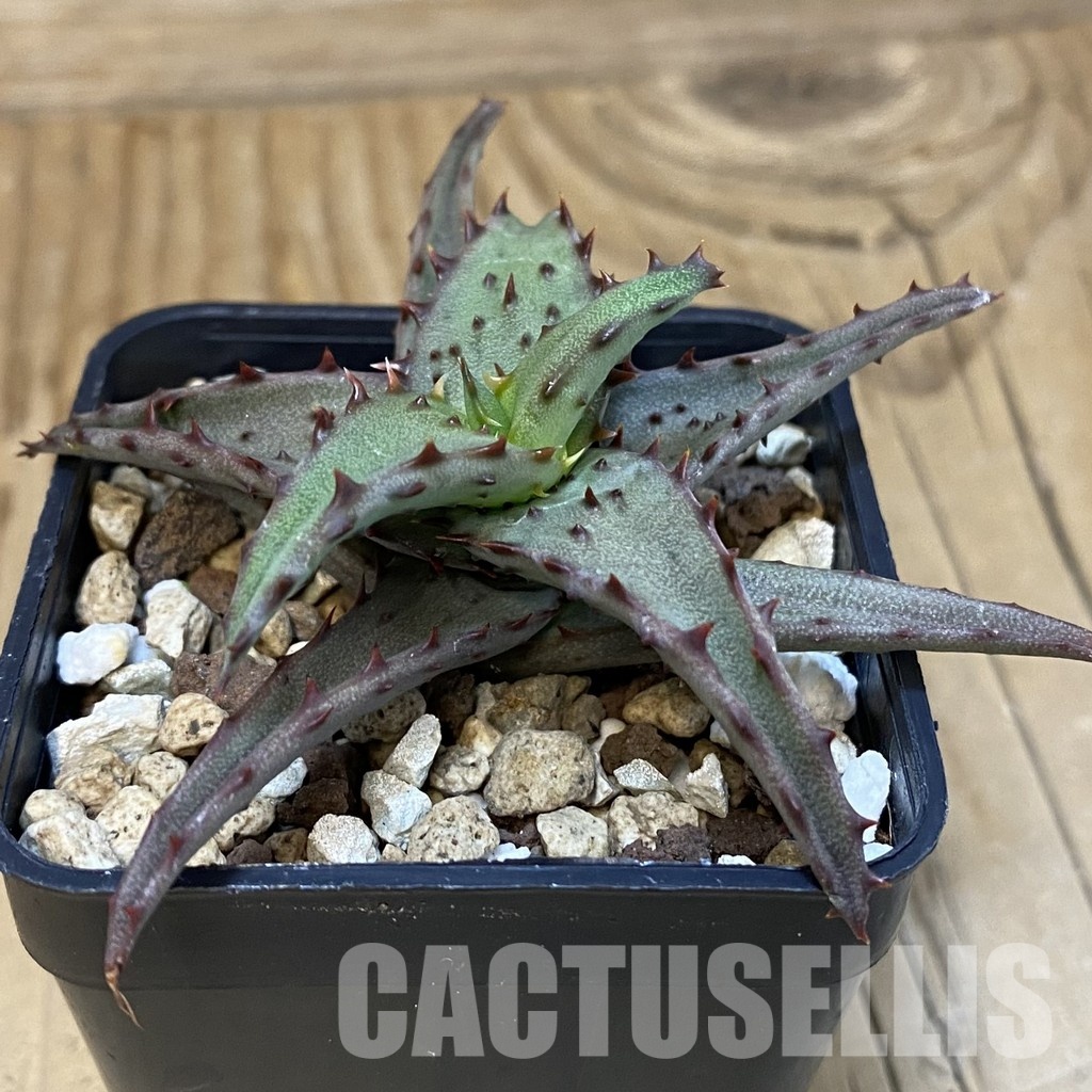 SH28858 Aloe castilloniae hybrid - Image 2