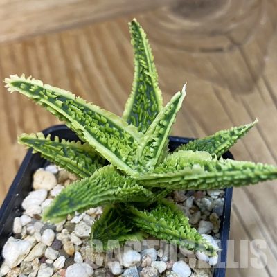 SH28859 Aloe TCT hybrid