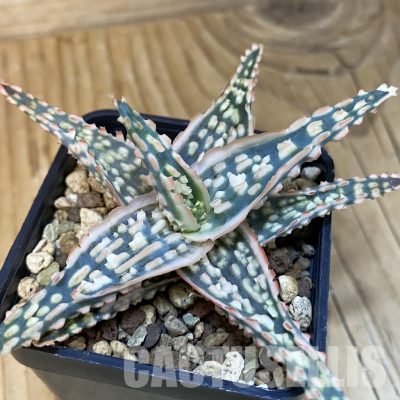 SH28860 Aloe TCT hybrid