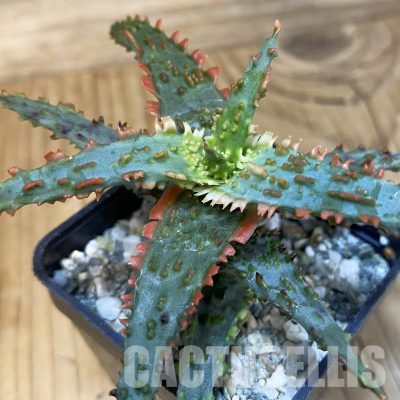 SH28861 Aloe TCT hybrid