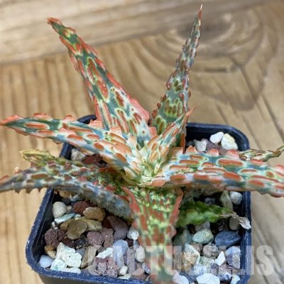 SH28862 Aloe TCT hybrid