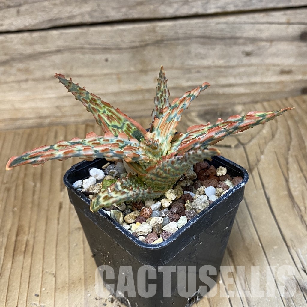 SH28862 Aloe TCT hybrid - Image 2
