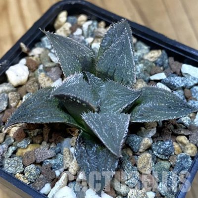 SH28864 Haworthia mirabilis v. pilosa