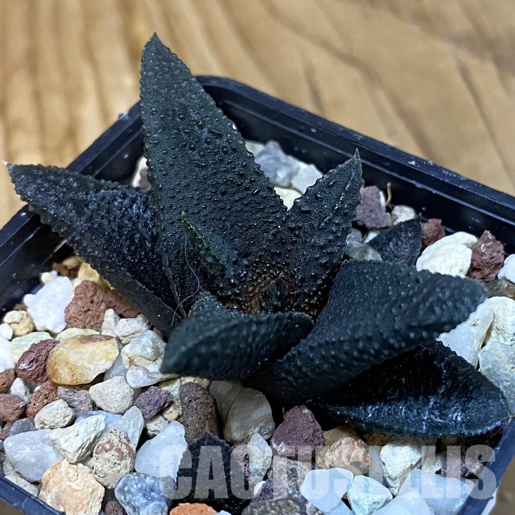 SH28865 Haworthia scabra x koelmaniorum