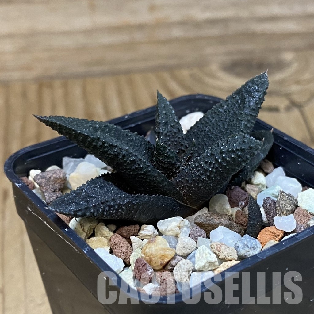 SH28865 Haworthia scabra x koelmaniorum - Image 2