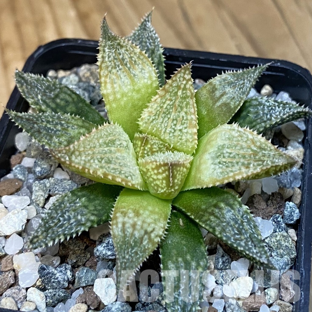 SH28867 Haworthia 'Hakuma'