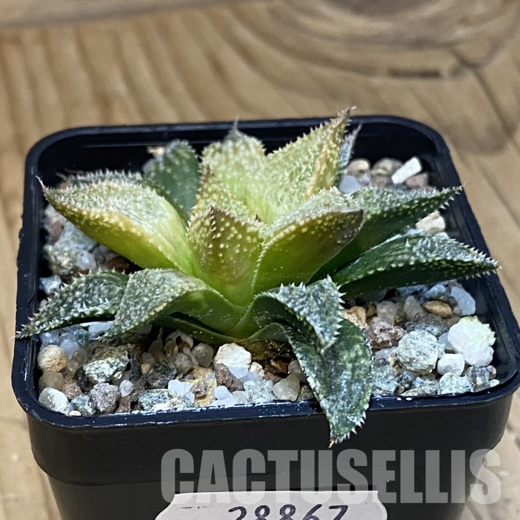 SH28867 Haworthia 'Hakuma' - Image 2