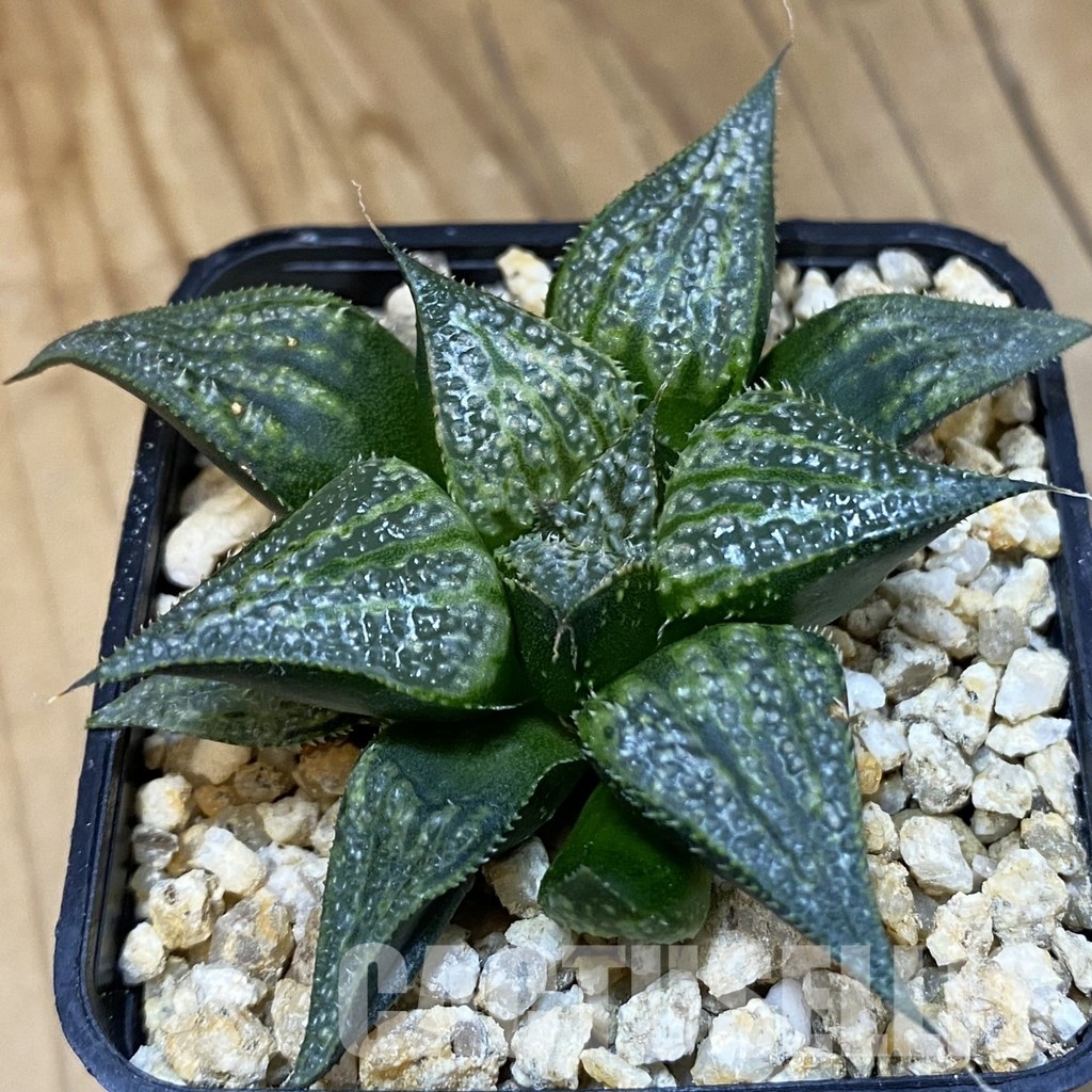 SH28868 Haworthia splendens 'Seiko Nishiki'