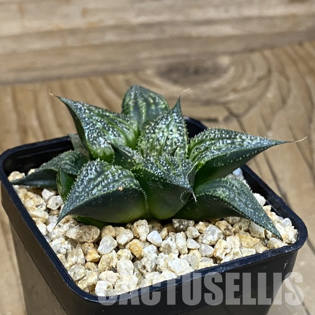 SH28868 Haworthia splendens 'Seiko Nishiki' - Image 2