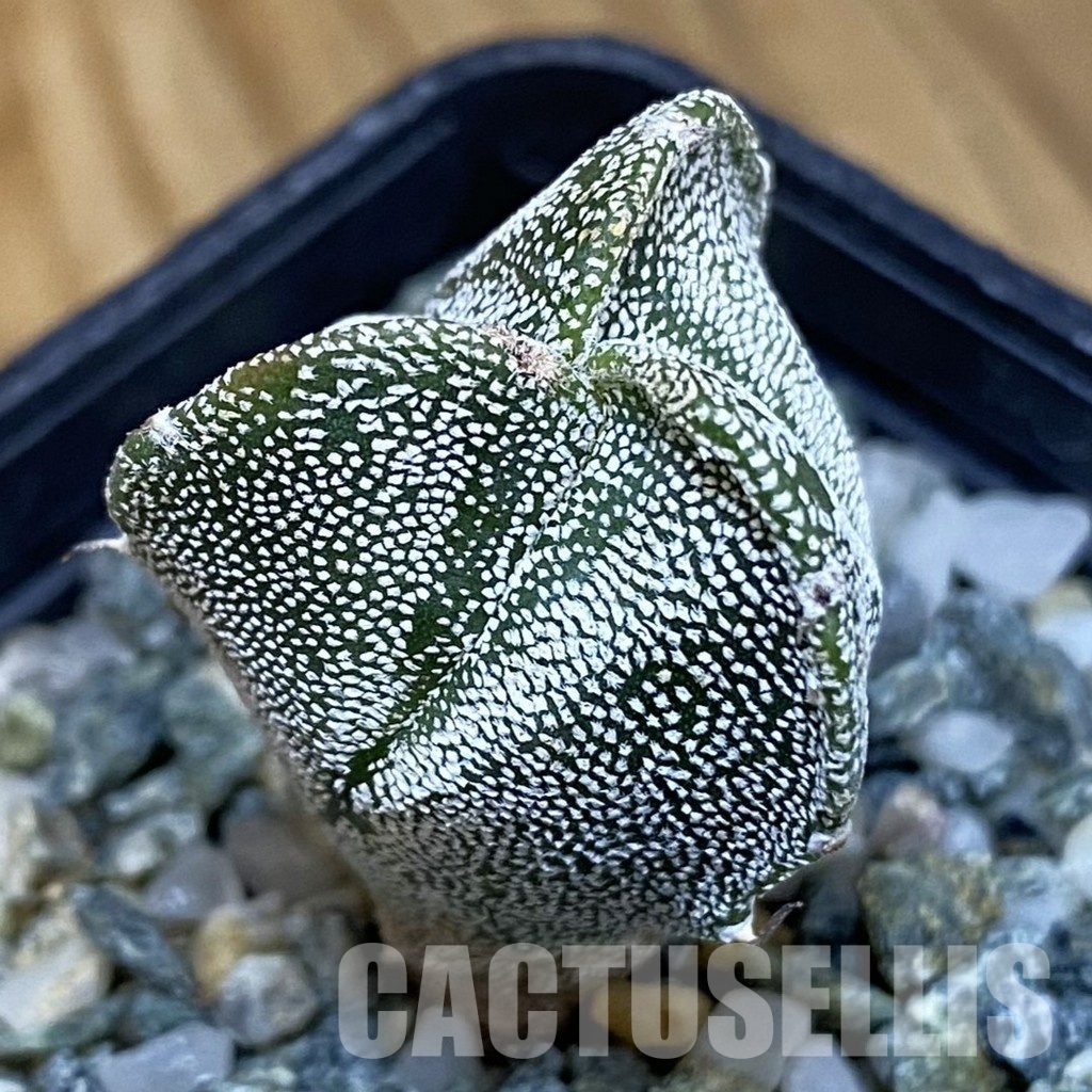 SH28871 Astrophytum myriostigma v. tricostatum