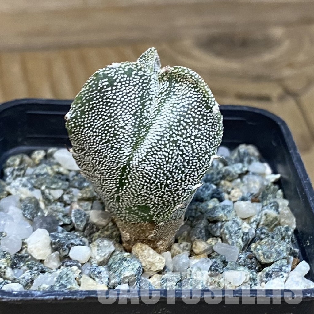 SH28871 Astrophytum myriostigma v. tricostatum - Image 2