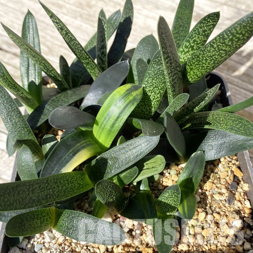 SH28873 Gasteria mix