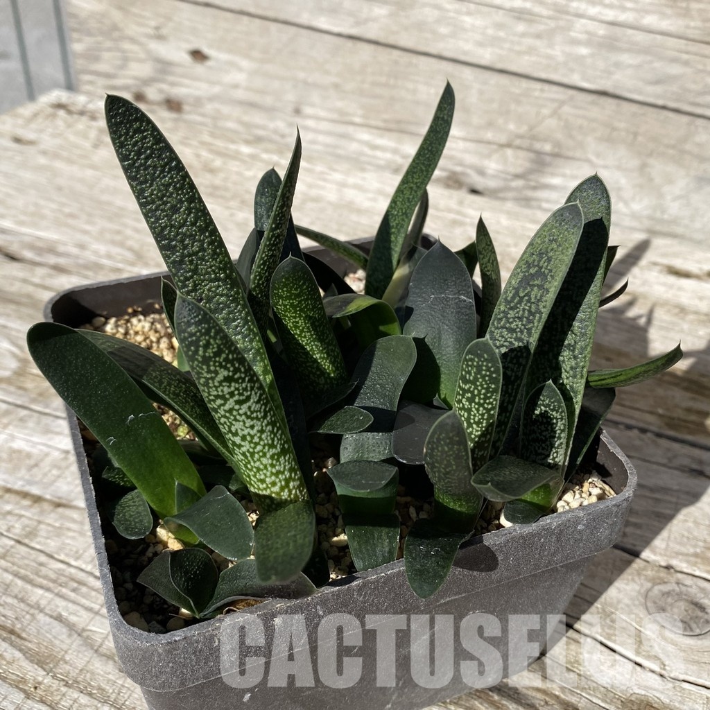 SH28873 Gasteria mix - Image 2