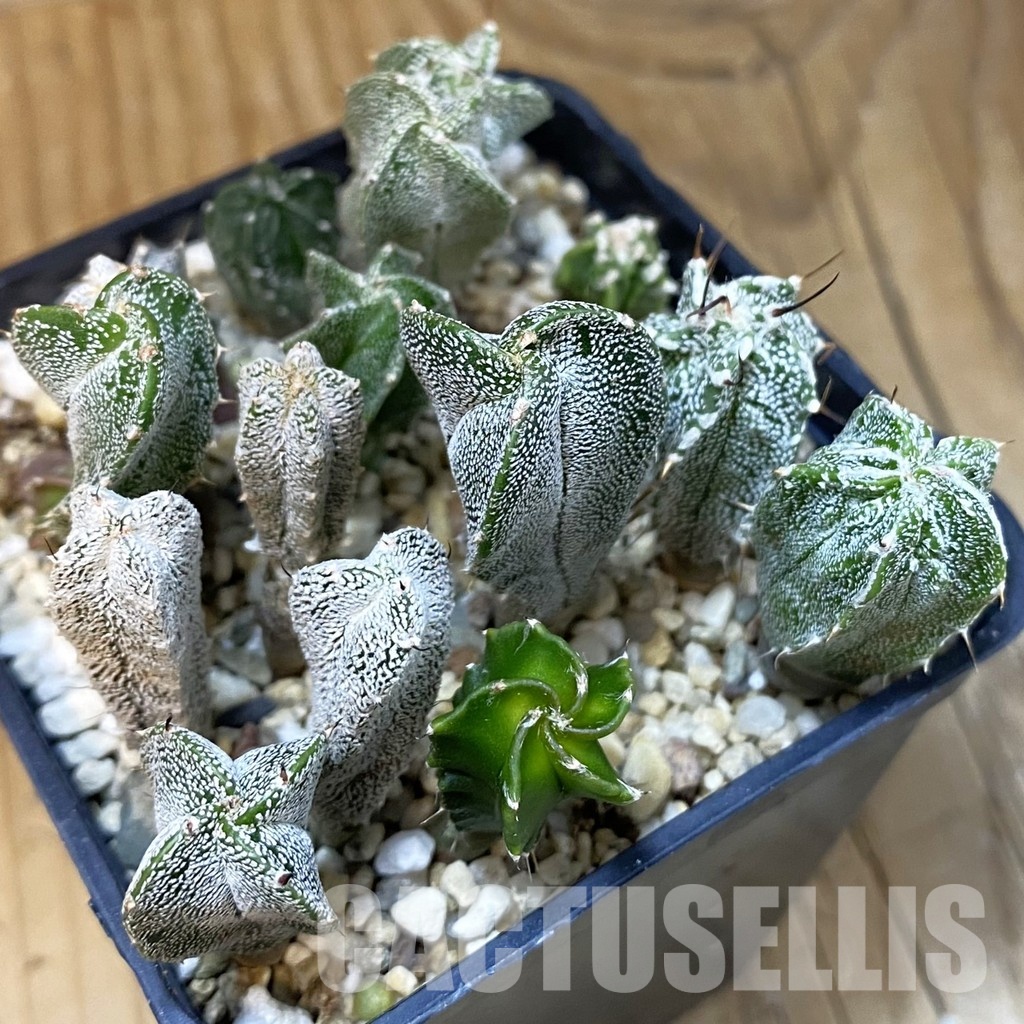 SH28874 Astrophytum myriostigma mix