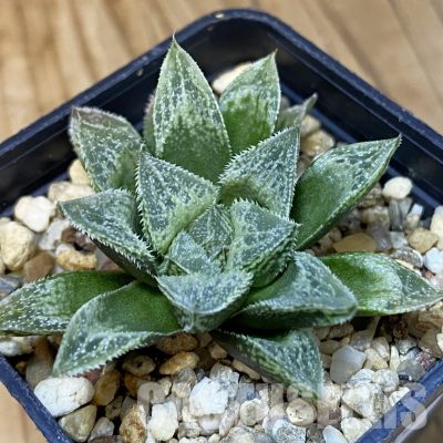 SH28813 Haworthia 'Sasameyuki' HWX-4